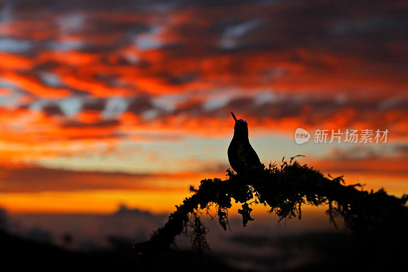 蜂鸟橙色的日落。鸟在傍晚日落塔拉曼卡令人钦佩的蜂鸟，Eugenes spectabilis，美丽的鸟与傍晚的光。大自然的野生动物景象…TapantÃ - NP，哥斯达黎加